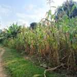 ½ Acre, Ruaka / Northern Bypass